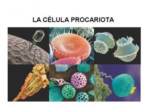 Procariontes y otros microorganismos