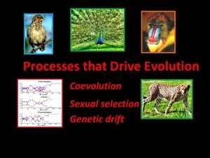 Processes that Drive Evolution Coevolution Sexual selection Genetic