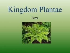 Kingdom Plantae Ferns KINGDOM PLANTAE Vascular Plants Nonvascular