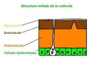 Liquide exuvial