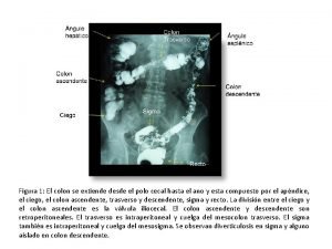 Figura 1 El colon se extiende desde el