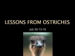 LESSONS FROM OSTRICHES Job 39 13 18 Ostriches