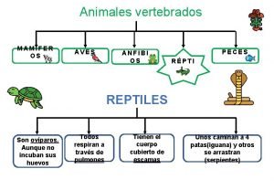 Animales vertebrados MAMFER OS AVES ANFIBI OS PECES