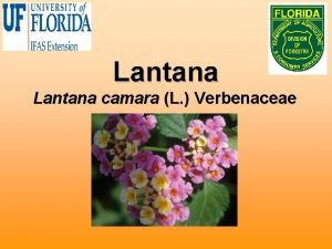 Lantana camara L Verbenaceae Biology Native to West