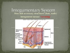 Integumentary System Skin and accessory structures hair nails