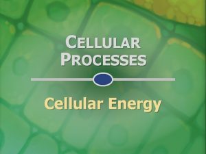 CELLULAR PROCESSES Cellular Energy 4 1 ENERGY RELATIONSHIPS