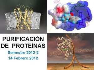 PURIFICACIN DE PROTENAS Semestre 2012 2 14 Febrero