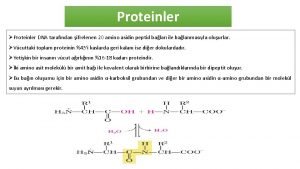 Proteinler Proteinler DNA tarafndan ifrelenen 20 amino asidin