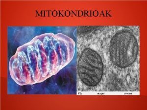 MITOKONDRIOAK Mitokondrioak zelula eukarioto guztietan dauden organuluak dira