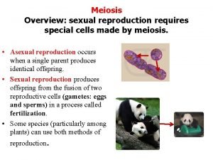 Meiosis Overview sexual reproduction requires special cells made