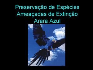 Arara azul pequena