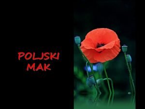 POLJSKI MAK udoviti svileno rdei makovi cvetovi in