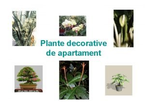 Plante decorative de apartament