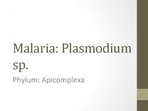 Malaria Plasmodium sp Phylum Apicomplexa Genus Plasmodium Species