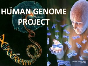 Human genome features