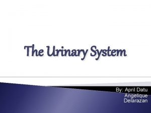 The Urinary System By April Datu Angelique Delarazan