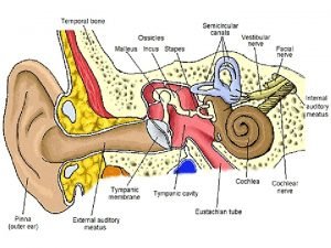 EAR The ear is a sense organ for