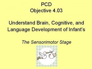 PCD Objective 4 03 Understand Brain Cognitive and