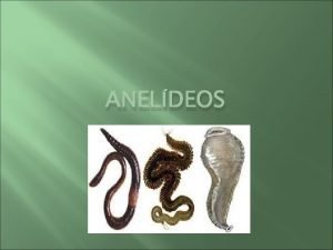 ANELDEOS Aneldeos So animais cilndricos e alongados que