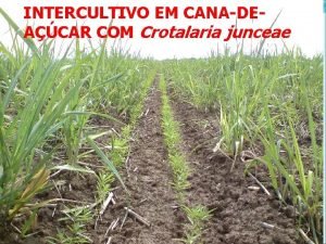 INTERCULTIVO EM CANADEACAR COM Crotalaria junceae 2 REVISO