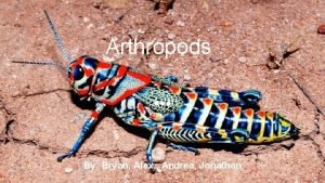 Arthropods By Bryan Alex Andrea Jonathan Characteristics There