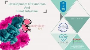 Pancreas embryology