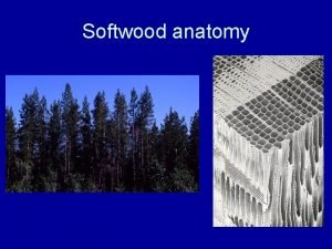 Softwood anatomy