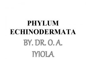 Echinodermata introduction