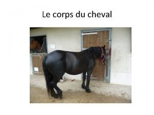 Entre l'encolure et les pattes avant du cheval