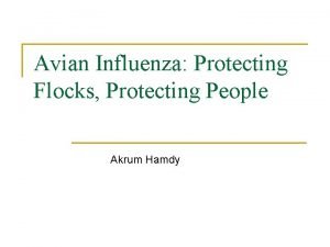 Avian Influenza Protecting Flocks Protecting People Akrum Hamdy