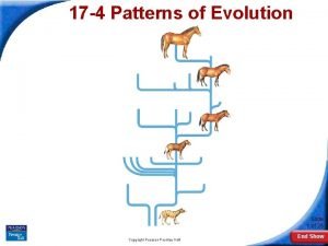 17-4 patterns of evolution