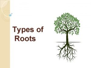 Types of Roots Outline Roots Review v Types