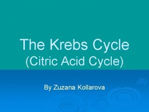 The Krebs Cycle Citric Acid Cycle By Zuzana