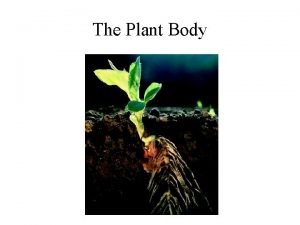 The Plant Body Apical Dominance Usually the growing