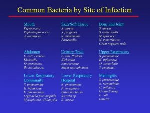 Common Bacteria by Site of Infection BetaLactam Structure