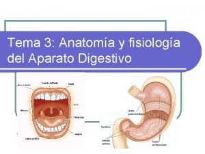 Tema 3 Anatoma y fisiologa del Aparato Digestivo