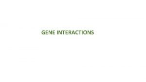 GENE INTERACTIONS GENE INTERACTIONS Consider two independent genes