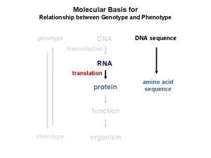 Molecular Basis for Relationship between Genotype and Phenotype