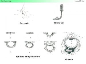 Ophthalmology Ophthalmology