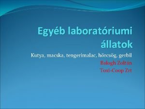 Egyb laboratriumi llatok Kutya macska tengerimalac hrcsg gerbil