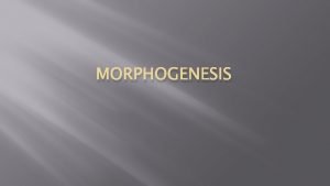 MORPHOGENESIS morphogenesis CONTEXT Introduction Factors affecting morphogenesis Morphogenetic