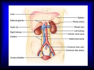 Cenni di anatomia e fisiologia del rene I