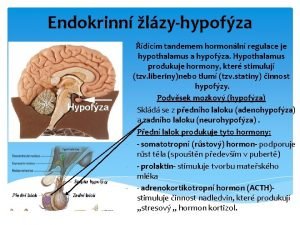 Endokrinn lzyhypofza dcm tandemem hormonln regulace je hypothalamus