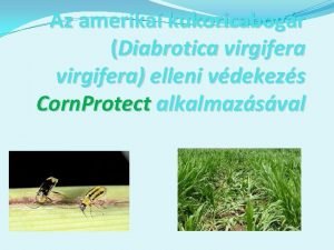 Az amerikai kukoricabogr Diabrotica virgifera elleni vdekezs Corn