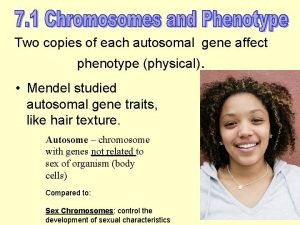 Two copies of each autosomal gene affect phenotype