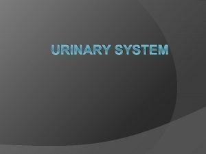 URINARY SYSTEM KIDNEY Renal capsule Outer layer of