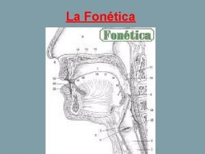 La Fontica La Fontica es la rama de