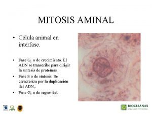 MITOSIS AMINAL Clula animal en interfase Fase G