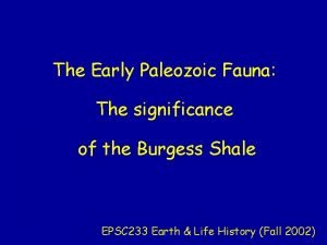 The Early Paleozoic Fauna The significance of the