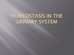 HOMEOSTASIS IN THE URINARY SYSTEM Functionmaintenance of homeostasis